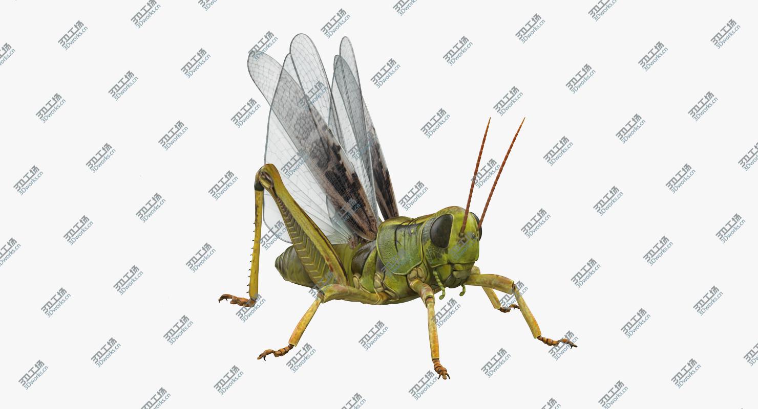 images/goods_img/202105071/Grasshopper Rigged 3D model/4.jpg